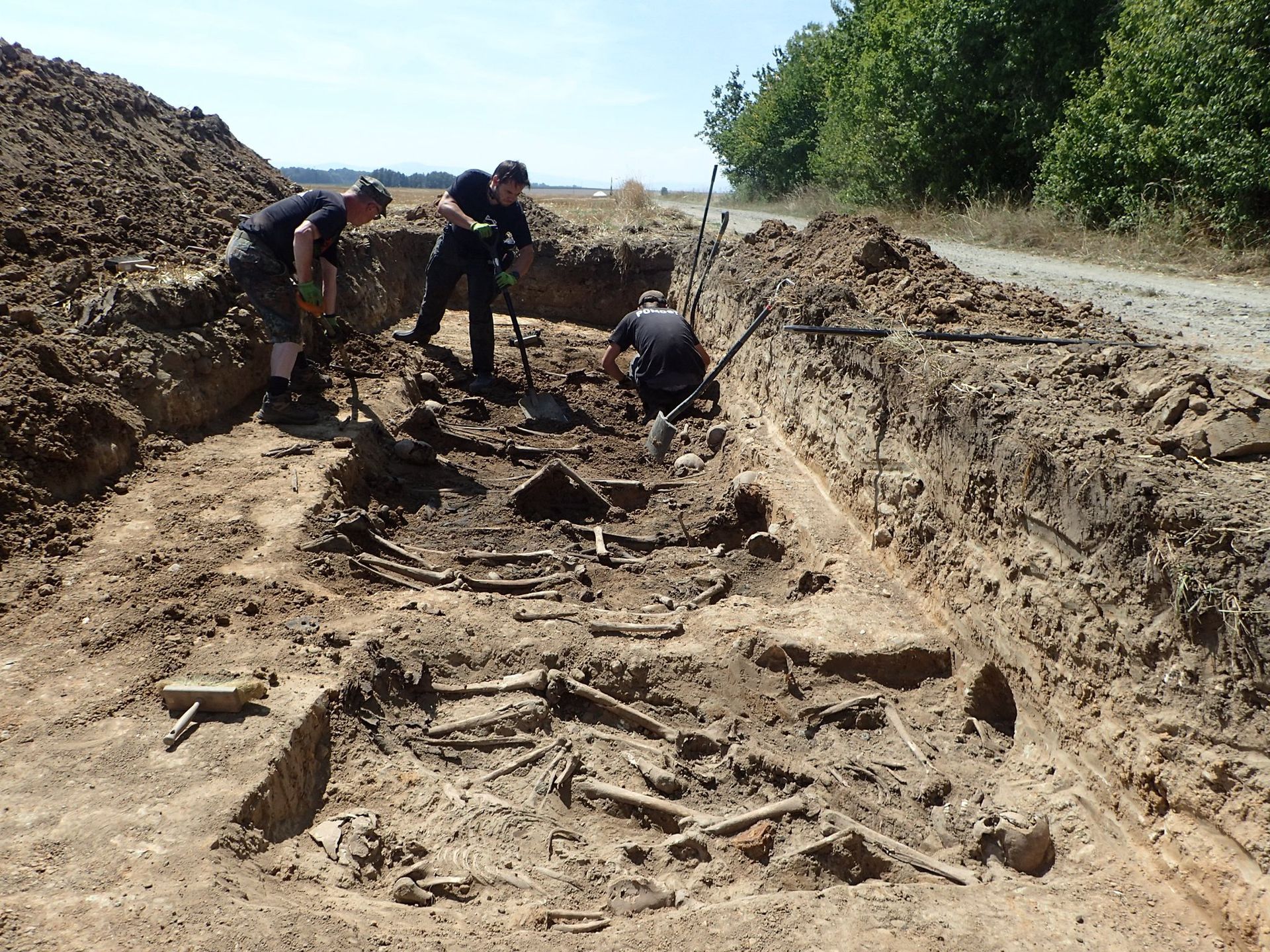 Odkrycie w Pleśnicy