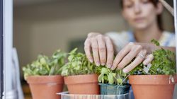 9 ziół leczniczych, które możesz uprawiać w domu