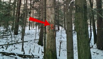 Oznaczają tak drzewa. Wiedzieliście? Powód jest prosty