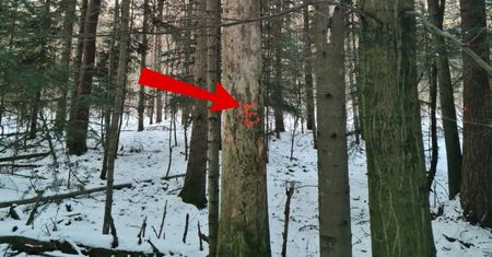 Oznaczają tak drzewa. Wiedzieliście? Powód jest prosty