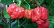 Trinidad moruga scorpion – najostrzejsza papryka świata