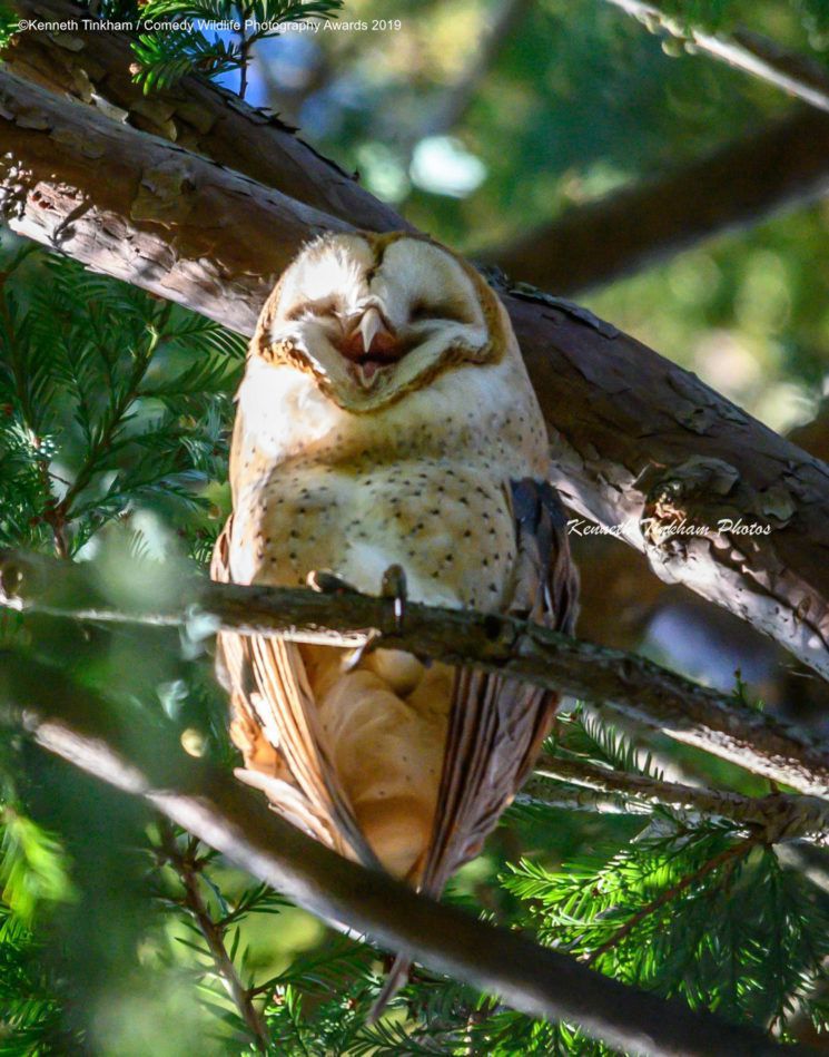 Najśmieszniejsze zwierzęta w konkursie Comedy Wildlife Photography Awards 2019 7