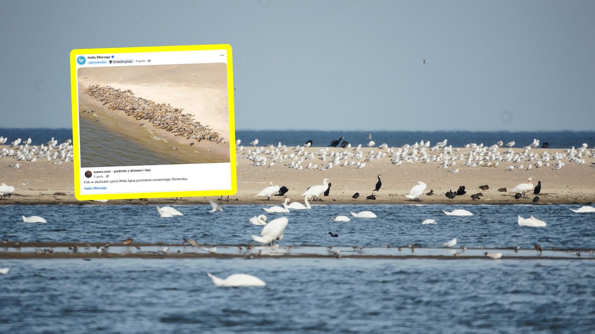 Uchwycił foki w okolicach ujścia Wisły.
