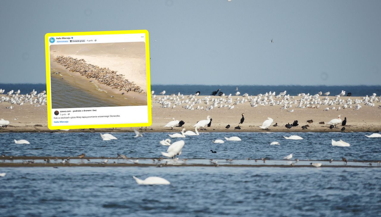 To nie fotomontaż. Widok przy ujściu Wisły zwala z nóg