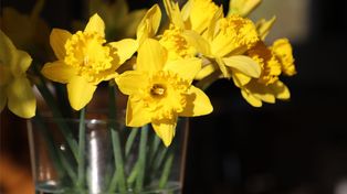 Wsyp do wazonu. Żonkile będą stały tygodniami