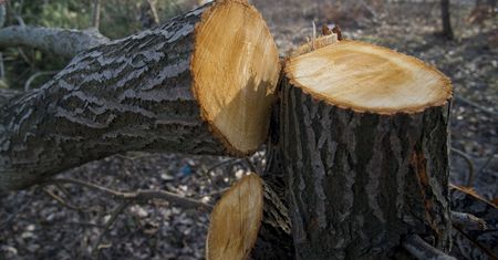 Możesz je wyciąć bez zezwolenia. Oto lista drzew