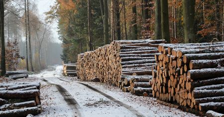 Tak drewno z Białorusi omija sankcje. KAS zatrzymuje transporty do Polski