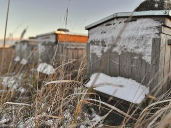 Co robią pszczoły zimą? Zajrzyjmy do ula w najcichszym czasie roku