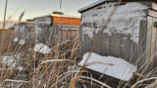 Co robią pszczoły zimą? Zajrzyjmy do ula w najcichszym czasie roku