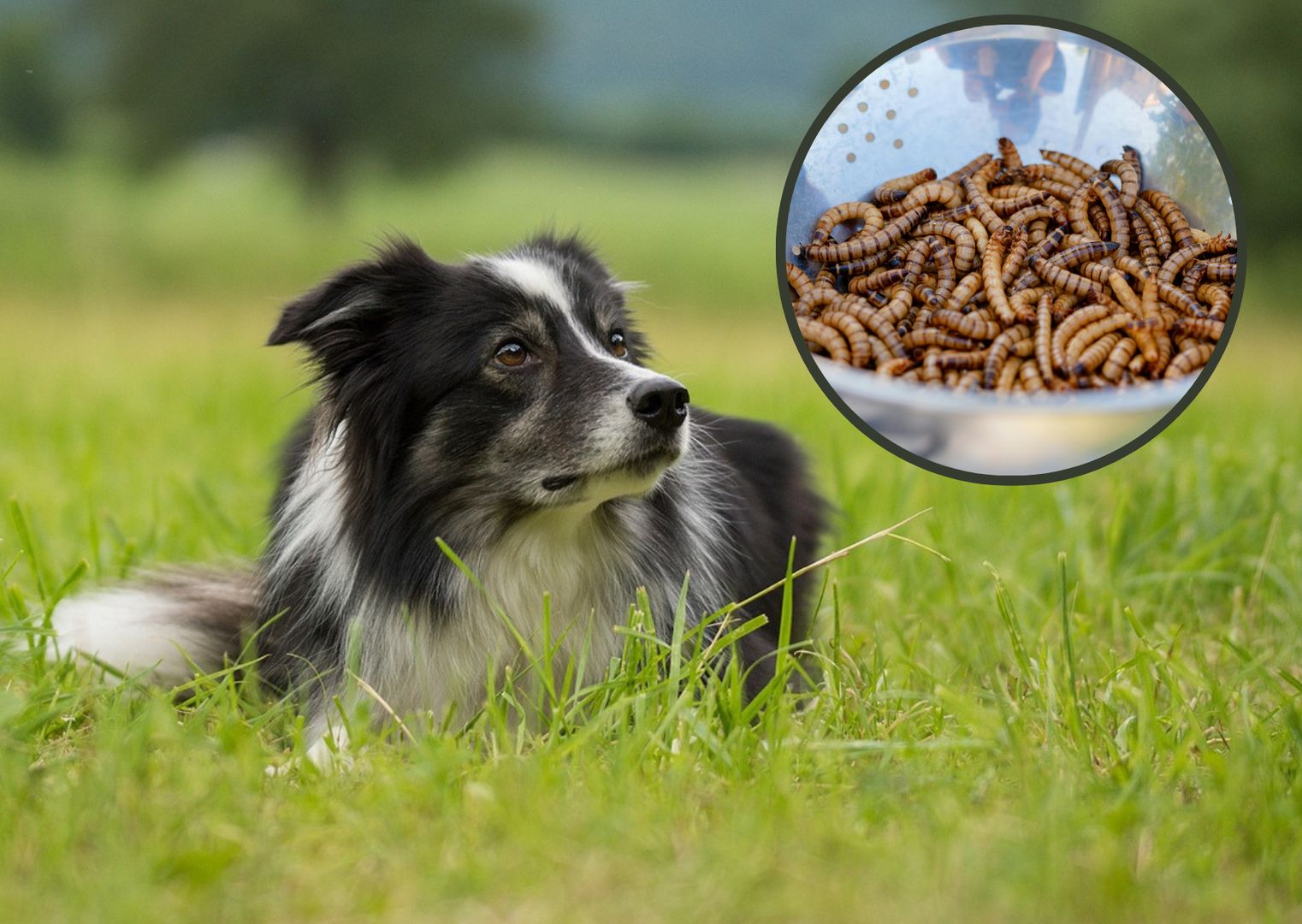 Jedzenie dla zwierzaków z owadów. Polska firma podbija rynek
