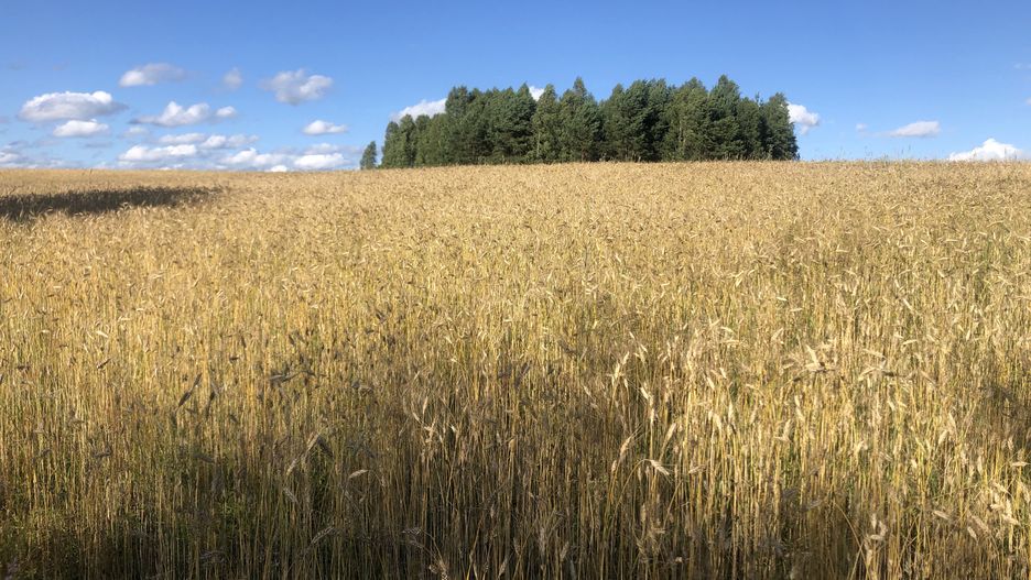 "Randunautica" wyprowadziła mnie w pole