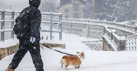 Nowy obowiązek dla tysięcy Polaków? Opłata dla posiadaczy psów i kotów