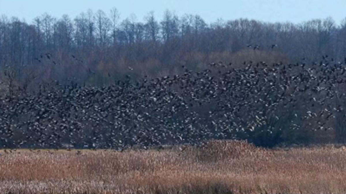 Migrujące ptaki w Biebrzańskim Parku.