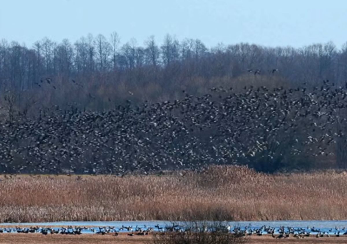 To nie fotomontaż. Były ich tysiące. Nagrane na polu