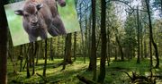 Jest kolejna. "Niczego słodszego dziś już nie obejrzycie"