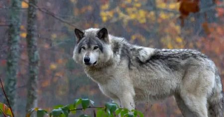 Zmutowane wilki w Czarnobylu. Zaskakujące wyniki badań