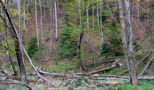 Mazowsze. Zamknięte lasy w województwie mazowieckim. Miejscowości, w których obowiązuje zakaz wstępu