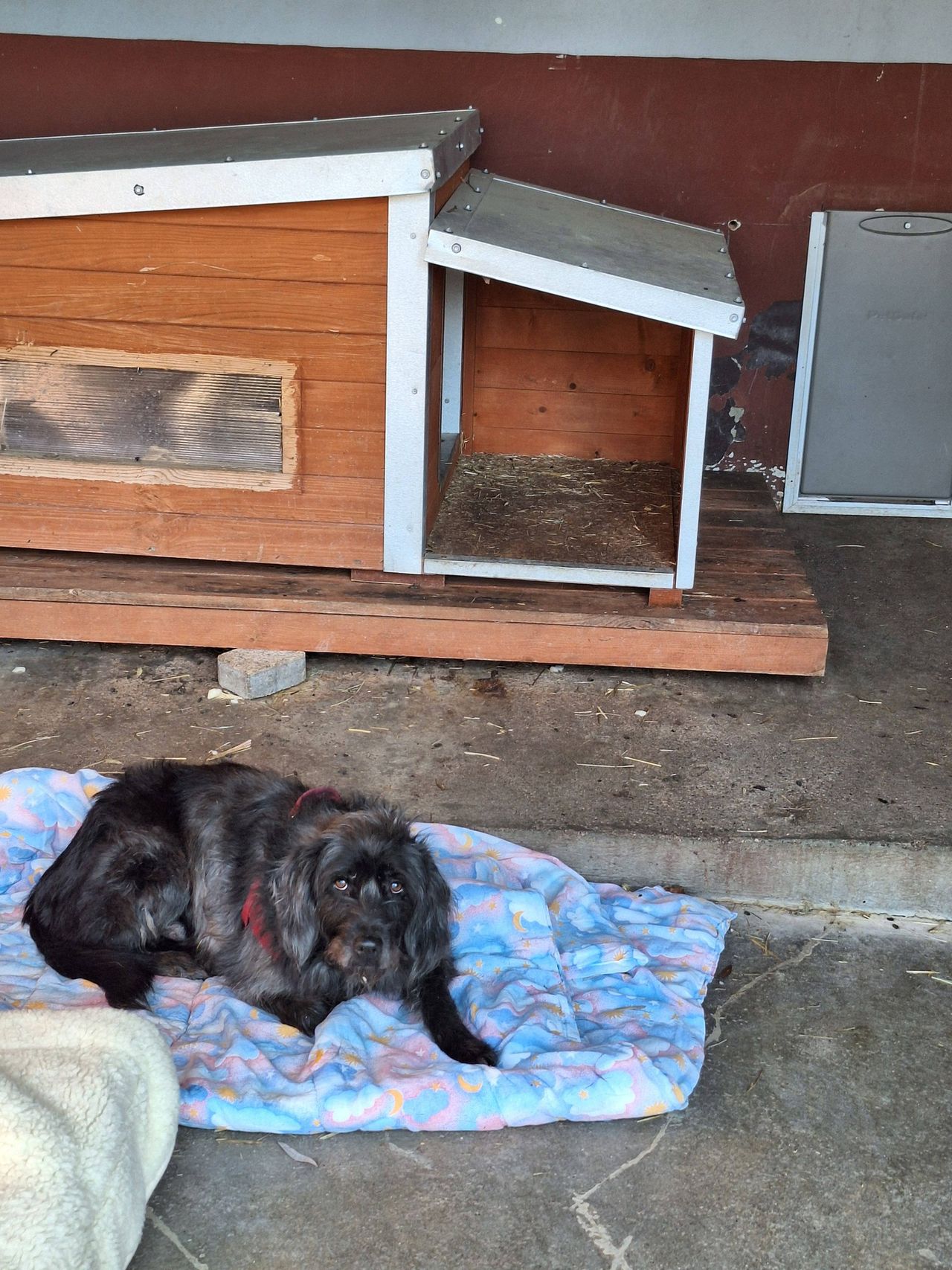 Porzucone na mrozie przy płocie schroniska – dwa psy cudem uratowane dzięki spacerowiczom