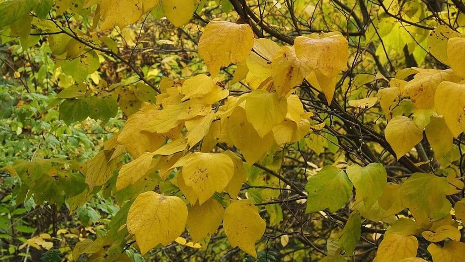 Kolorowy zawrót głowy już w niedzielę w Arboretum w Rogowie