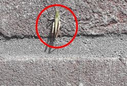 Wielka inwazja na Słowacji. "Wystarczy otworzyć drzwi i już skaczą"