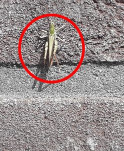 Wielka inwazja na Słowacji. "Wystarczy otworzyć drzwi i już skaczą"