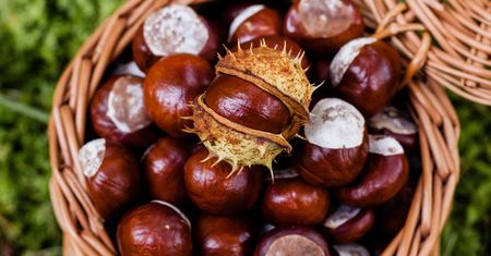 Pieniądze spadające z drzew. Skupy tłumaczą, co robią z kasztanami