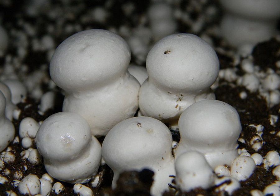 Pieczarka dwuzarodnikowa (Agaricus bisporus),