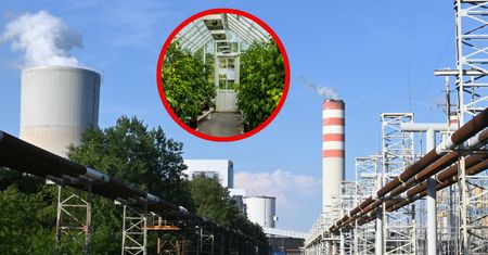Wpięto szklarnię do elektrowni. "Skala niekompetencji przeraża"