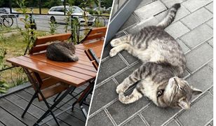 Kot terroryzuje Wrocław. Opanował Biedronkę i restaurację