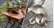 Kot terroryzuje Wrocław. Opanował Biedronkę i restaurację