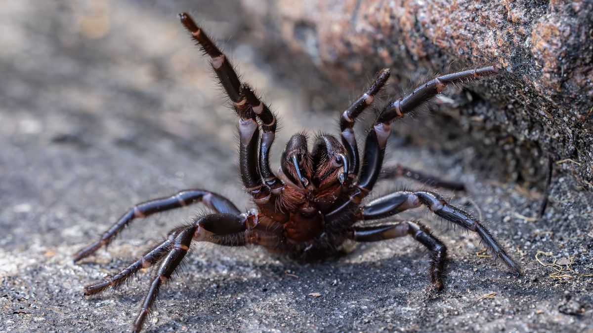 Atrax to jeden z najbardziej jadowitych pająków świata 