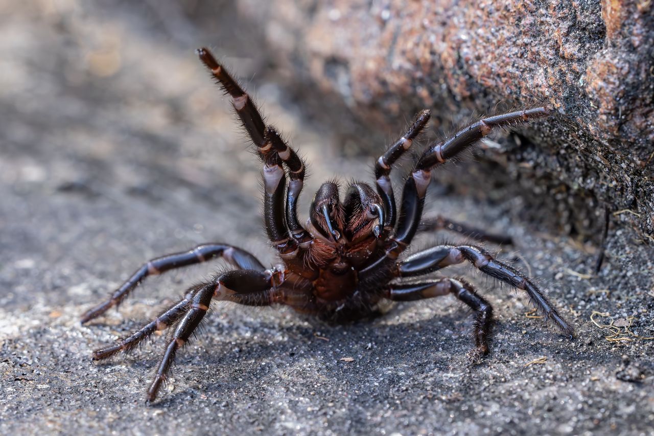 Pająk gigant w Australii. "To nasz największy"