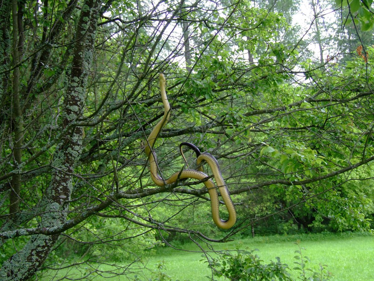 Wąż Eskulapa, Regionalna Dyrekcja Lasów Państwowych w Krośnie, fot: Edward Marszałek
