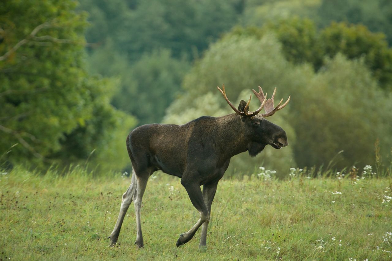 Na Pomorzu jak w Skandynawii. Odnotowano rekordową liczbę łosi