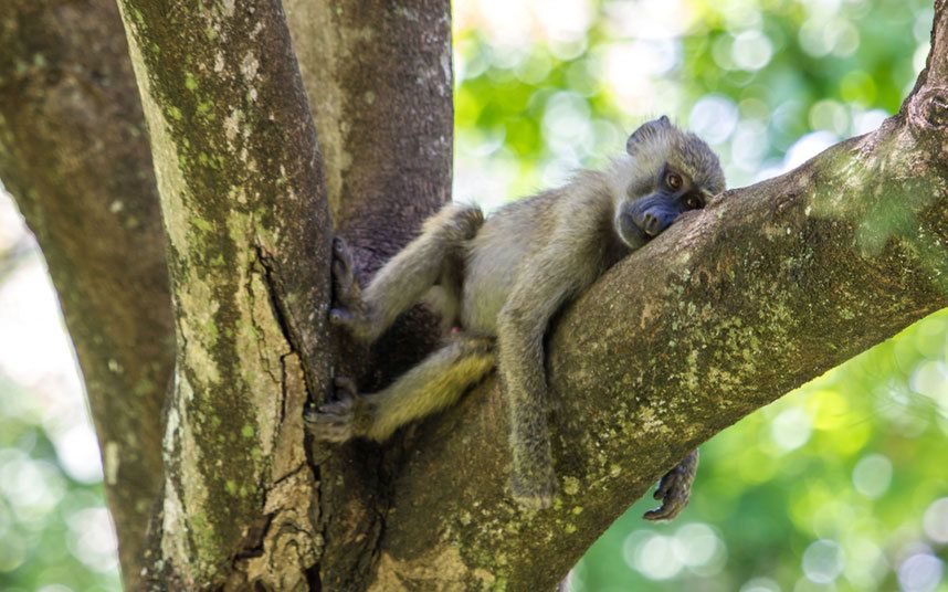 Konkurs Comedy Wildlife Photography Awards - fotografia dzikich zwierząt na wesoło 12