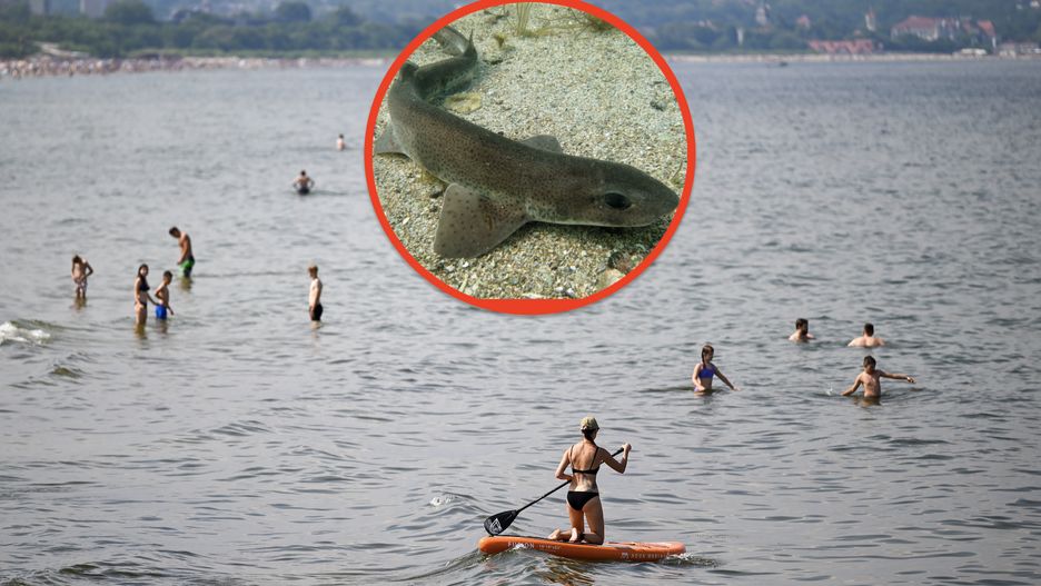 Rekin psi to jeden z przedstawicieli rekiniej rodziny, żyjący w Morzu Bałtyckim