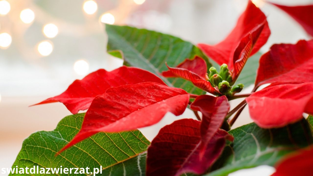 Gwiazda betlejemska. Może być niebezpieczna dla psów i kotów