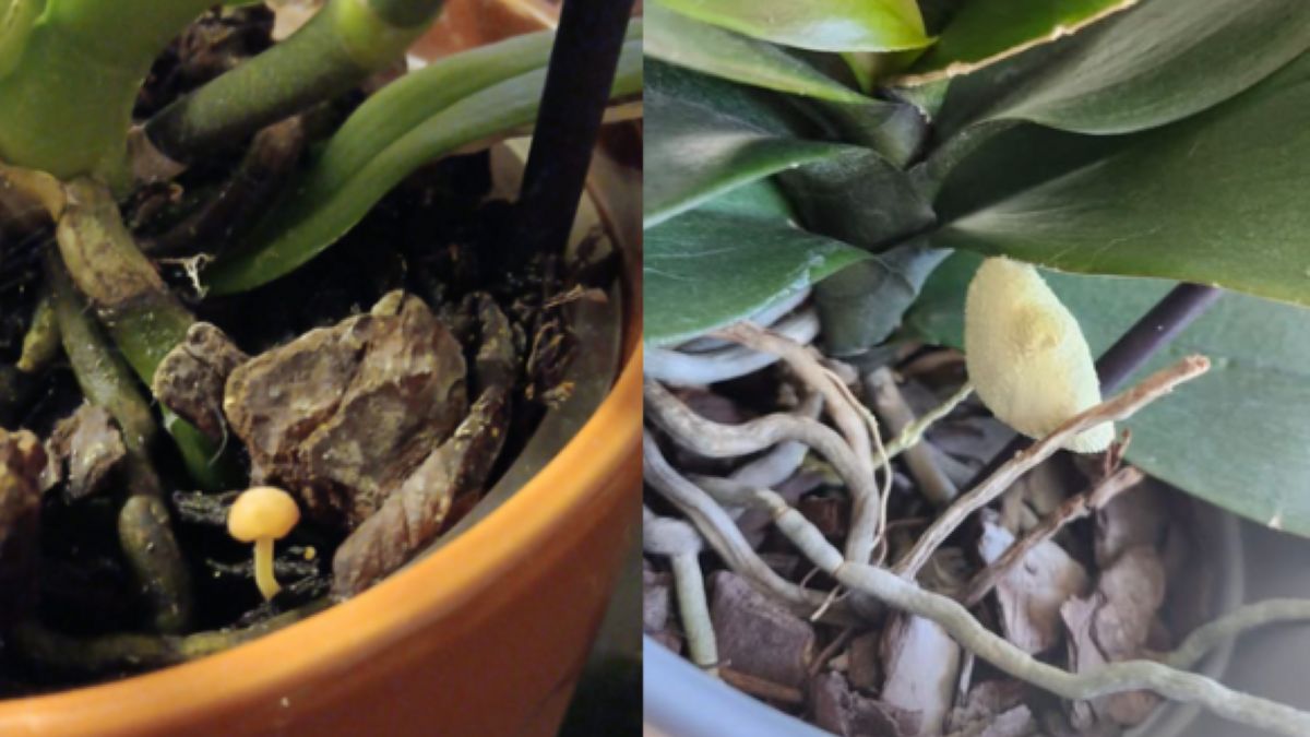 Niezwykłe odkrycie. Symbioza grzybów i storczyków