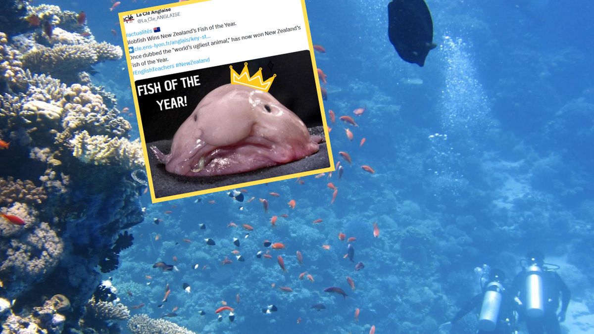  Blobfish została rybą roku 