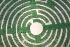 Dolny Śląsk. Olbrzymi labirynt na polu. To nie UFO, tylko uczczenie Święta Kukurydzy