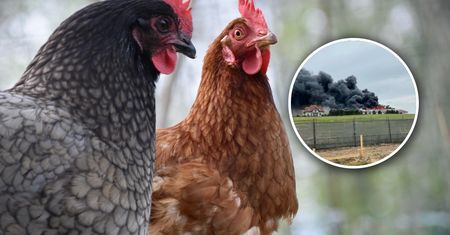 Potężny pożar. Ogromny kurnik cały w ogniu. Kury miały szczęście