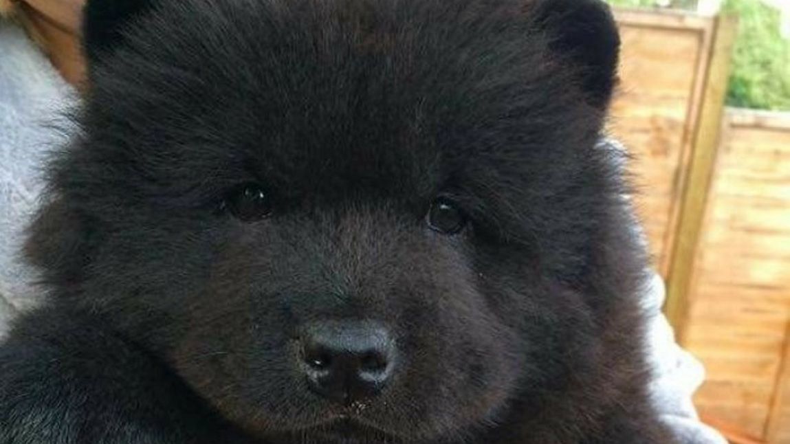 Rodzina myślała, że ma w domu mastifa tybetańskiego