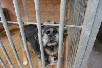 Zielona Góra: Schronisko walczy o karmę. Potrzebny Twój głos