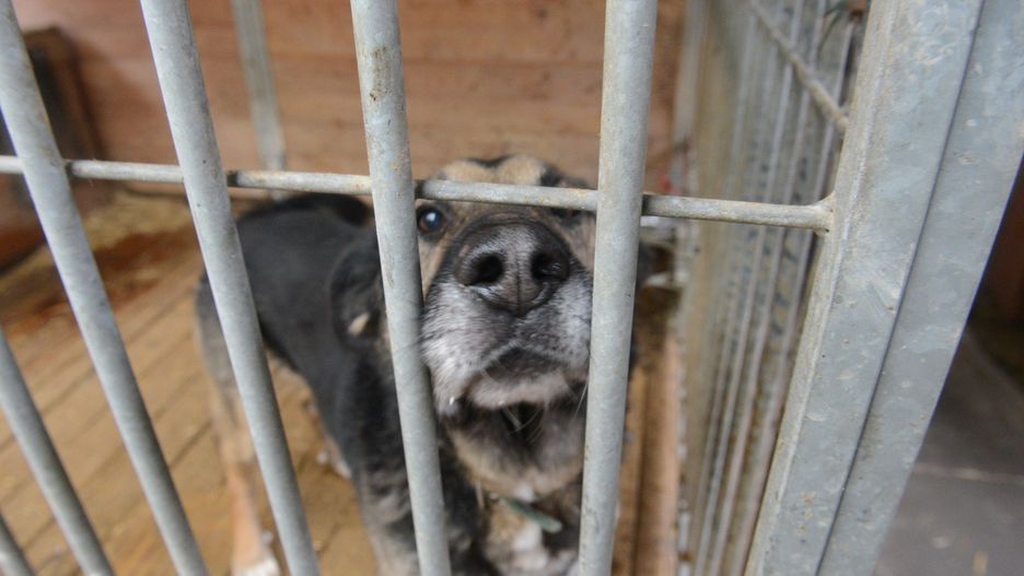 W Zielonogórskim schronisku przebywa ponad 250 zwierząt