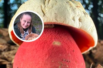 Grzyboznawcy chwalą się jego zdjęciem. Spotkanie z nim w lesie wywołuje dreszcze
