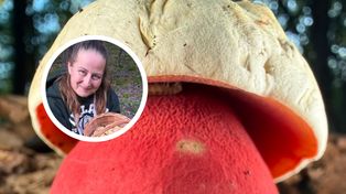 Grzyboznawcy chwalą się jego zdjęciem. Spotkanie z nim w lesie wywołuje dreszcze