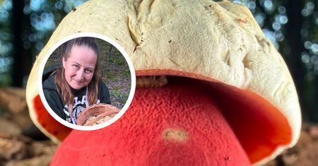 Grzyboznawcy chwalą się jego zdjęciem. Spotkanie z nim w lesie wywołuje dreszcze