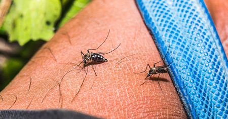Komary nienawidzą tego zapachu. Naturalny środek kosztuje grosze
