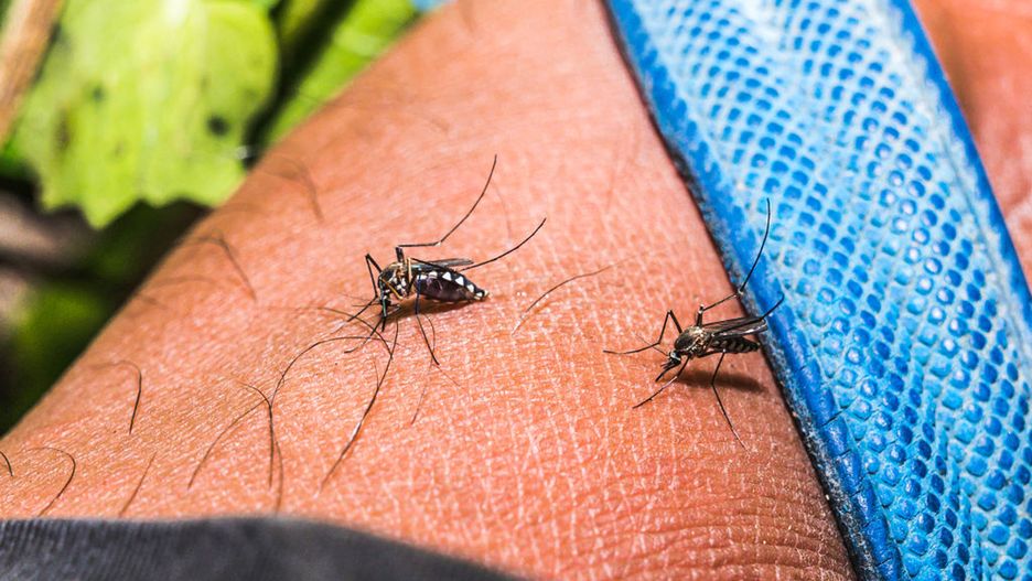 Domowy sposób na komary. Naturalny środek, który odstraszy nieproszonych gości