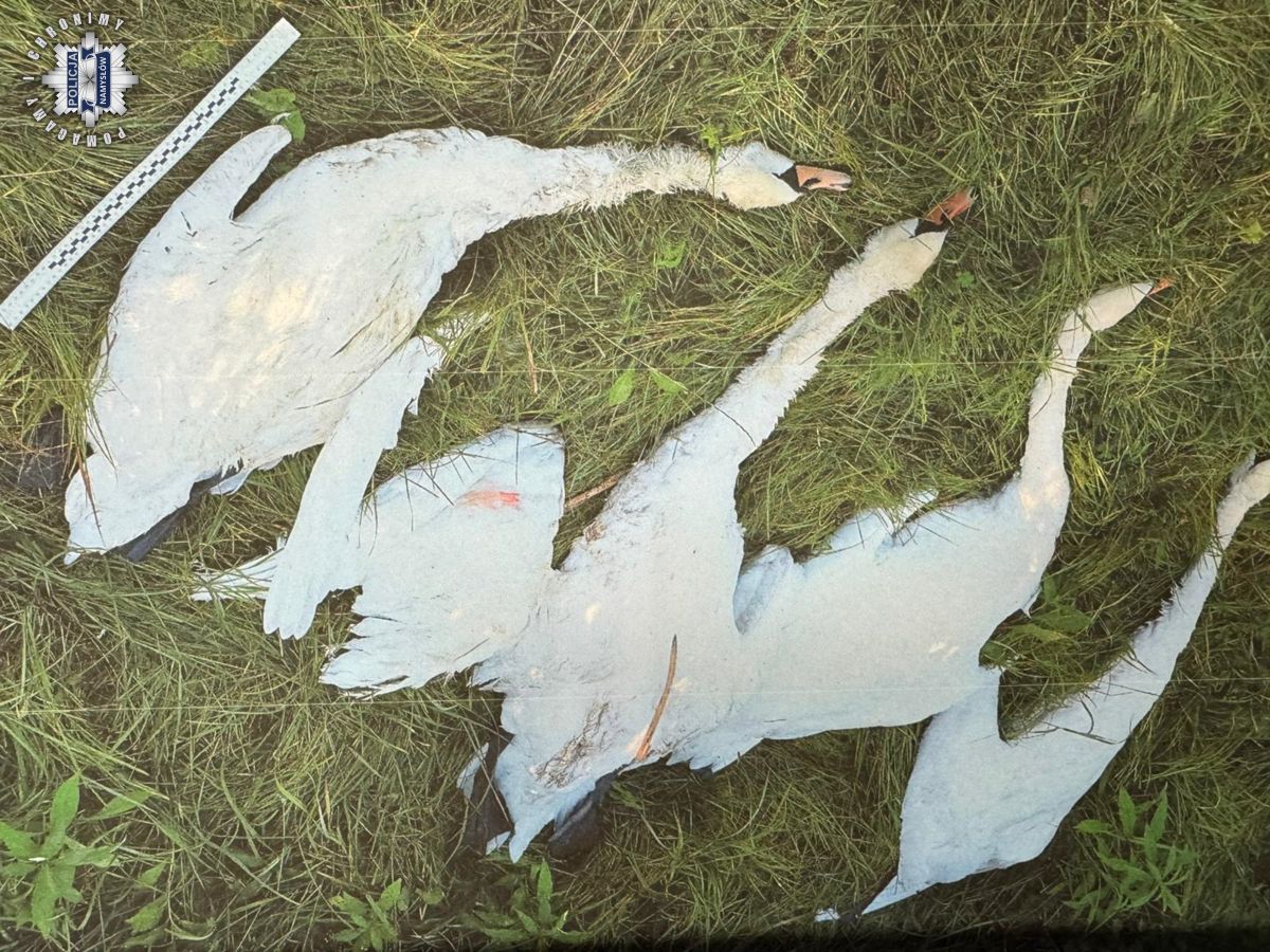 Gmina Pokój: Dwaj myśliwi z zarzutami za odstrzał chronionych łabędzi